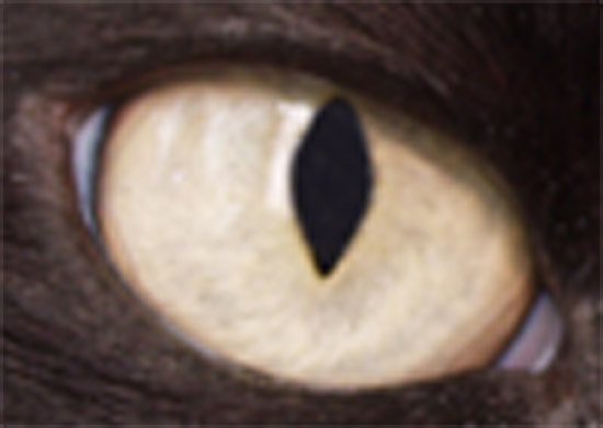 Cat's Eye - Adobe Photoshop Upsampling